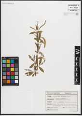 Foto von Salix triandra L.